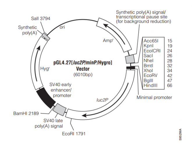 pGL427[luc2P/minP/Hygro] 载体,pGL427[luc2P/minP/Hygro