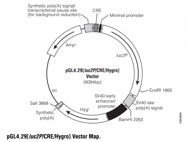 pGL429[luc2P/CRE/Hygro] 載體,pGL429[luc2P/CRE/Hygro]