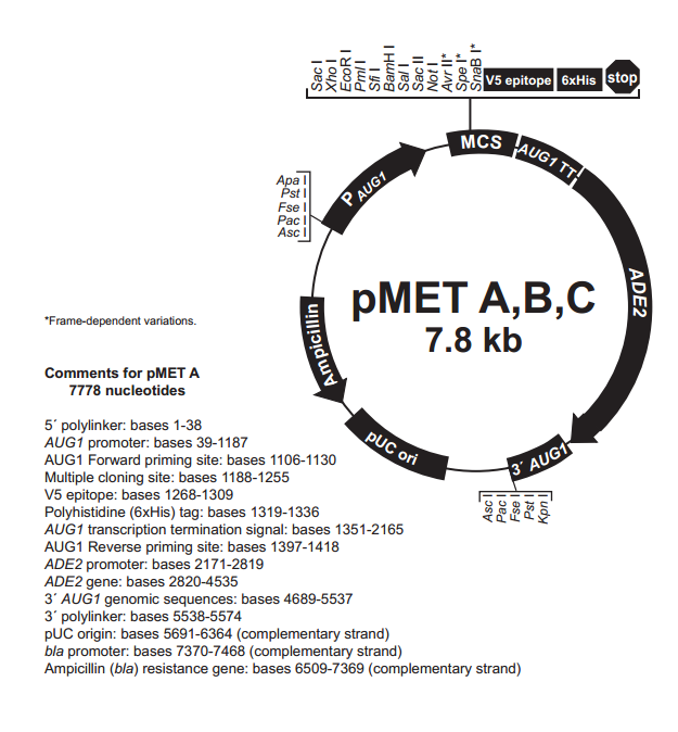 pMET A 載體,pMET A