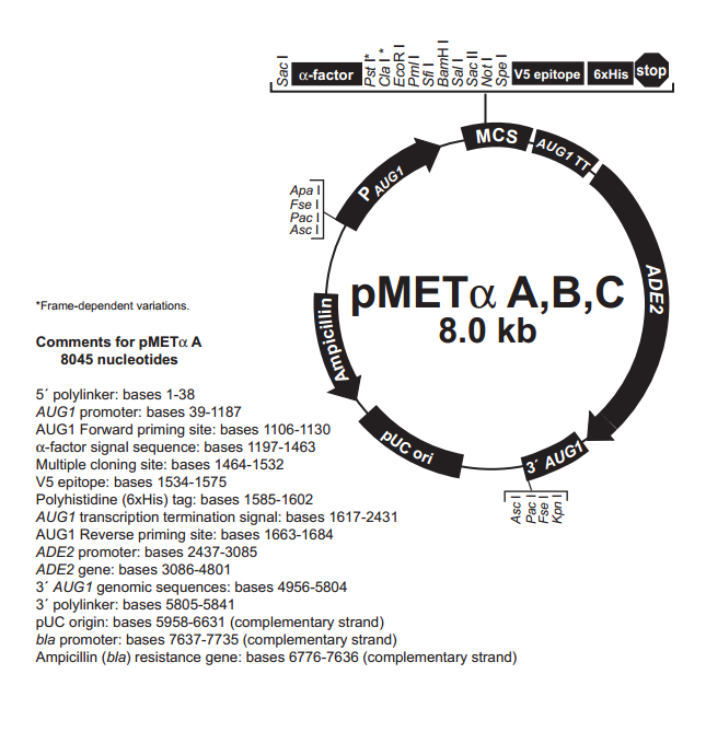 pMETα B 載體,pMETα B