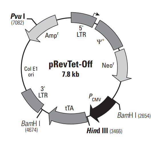 pRevTet-Off 載體,pRevTet-Of