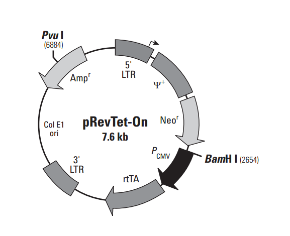 pRevTet-On 載體,pRevTet-On