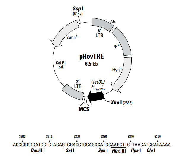 pRevTRE 載體,pRevTRE