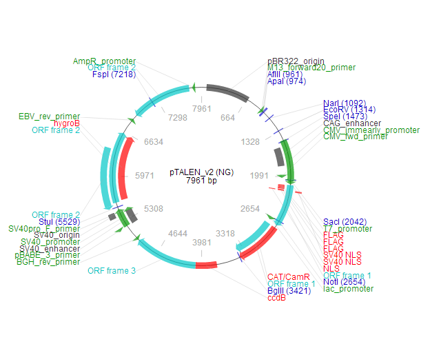 pTALEN_v2 (NG) 載體,pTALEN_v2 (NG)