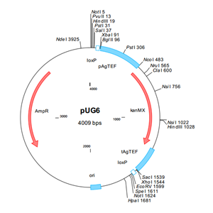 pUG6 载体,pUG6