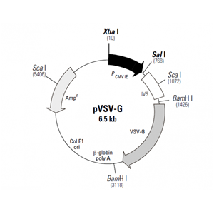 pVSV-G 載體