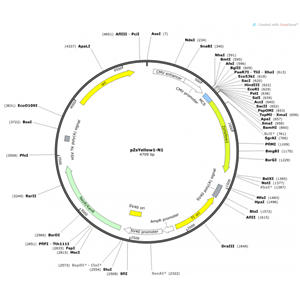 pZsYellow-N1 载体