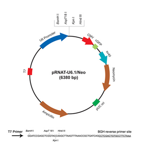 pRNAT-U61/neo 載體