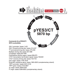 pYES3/CT 载体