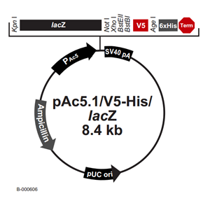 pAc51/V5-His /LacZ 載體