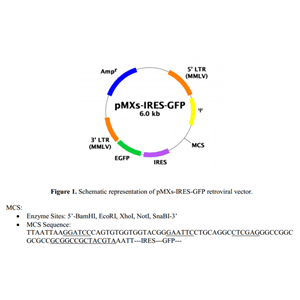 pMXs-IRES-GFP 载体