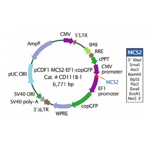 pCDF1-MCS2-EF1-copGFP 载体