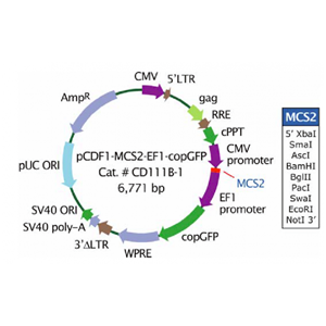 pCDF1-MCS2-EF1-copGFP 载体,pCDF1-MCS2-EF1-copGFP