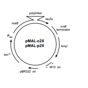 pMAl-c2E 载体