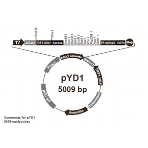 pYD1 载体