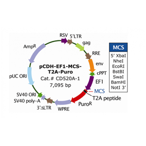 pCDH-EF1-MCS-T2A-Puro 载体