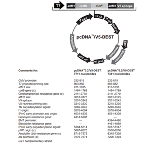 pcDNA32/V5-DEST 载体,pcDNA32/V5-DEST