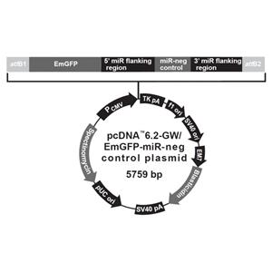 pcDNA62-GWEmGFP-miR negative 载体