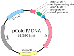 pCold IV 载体,pCold IV