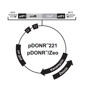 pDONR/Zeo 载体