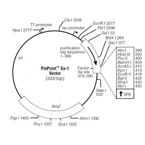 PinPoint Xa-1 载体,PinPoint Xa-1