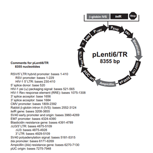 pLenti6/TR 载体