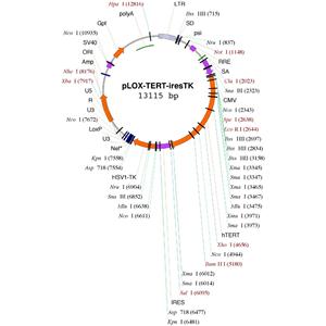 pLOX-TERT-iresTK 载体,pLOX-TERT-iresTK