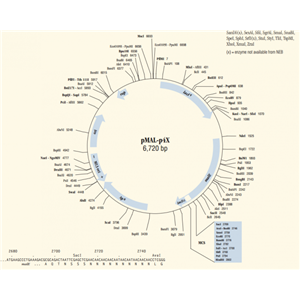 pMAL-p4x 载体,pMAL-p4x