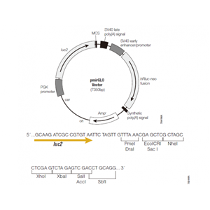 pmirGLO 载体,pmirGLO