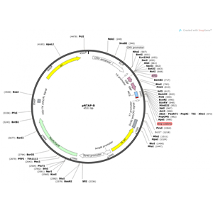 pNTAP-B 载体,pNTAP-B