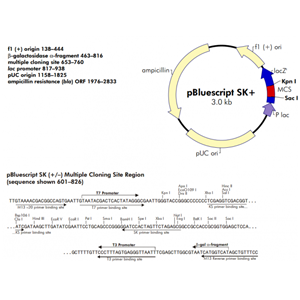 pBlueScript SK(-) 载体