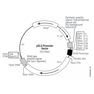 pGL3-Promoter 載體