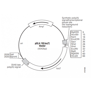 pGL410[luc2] 载体