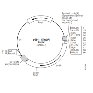 pGL411[luc2P] 载体,pGL411[luc2P