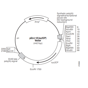 pGL412[luc2CP] 載體