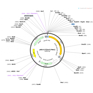 pGL417[luc2/Neo] 载体