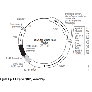 pGL418[luc2P/Neo] 载体,pGL418[luc2P/Neo