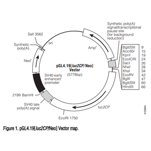 pGL419[lucCP/Neo] 载体,pGL419[lucCP/Neo