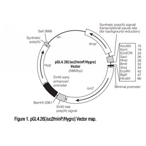 pGL426[luc2/minP/Hygro] 载体
