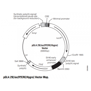 pGL429[luc2P/CRE/Hygro] 載體,pGL429[luc2P/CRE/Hygro]