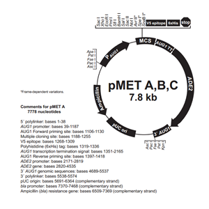 pMET A 載體