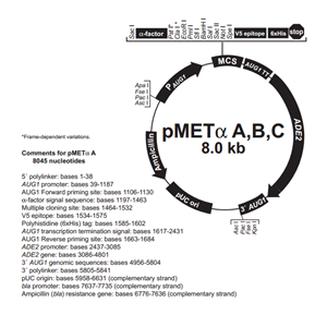 pMETα C 载体