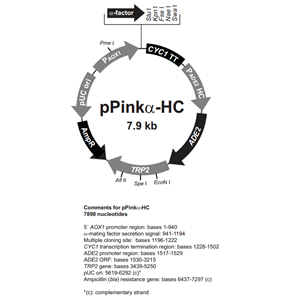 pPinkα-HC 载体,pPinkα-HC