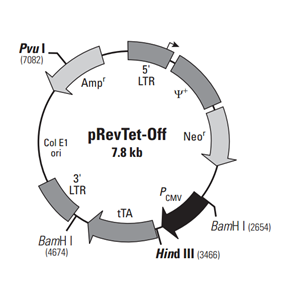 pRevTet-Off 載體