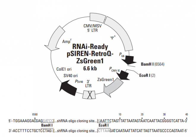 RNAi-Ready pSIREN-RetroQ-ZsGreen1 载体,RNAi-Ready pSIREN-RetroQ-ZsGreen1