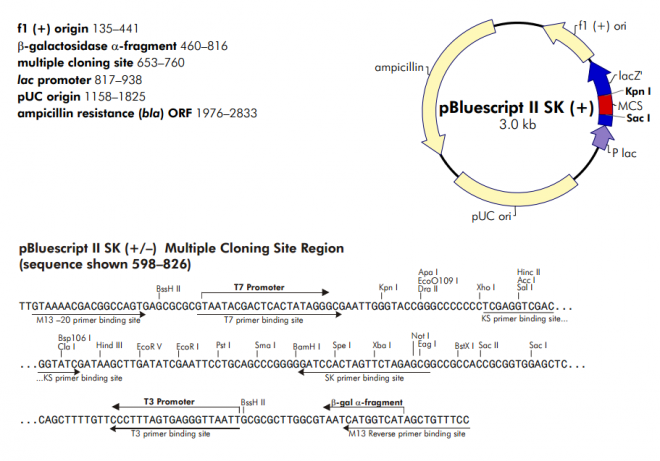 pBluescript II SK(+) 載體,pBluescript II SK(+