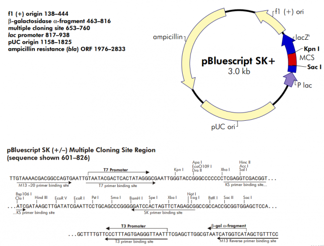 pBlueScript SK(+) 载体,pBlueScript SK(+)