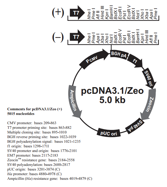 pcDNA31/Zeo(-) 载体,pcDNA31/Zeo(-)