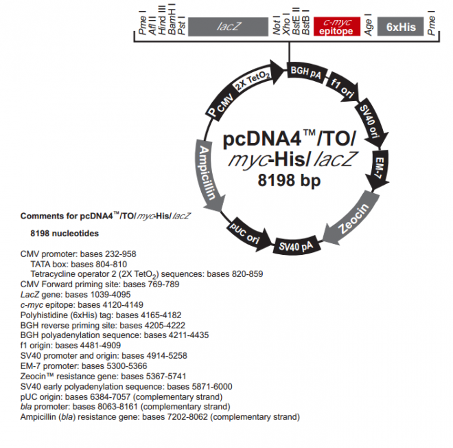 pcDNA4/TO/Myc-His /LacZ 载体,pcDNA4/TO/Myc-His /LacZ