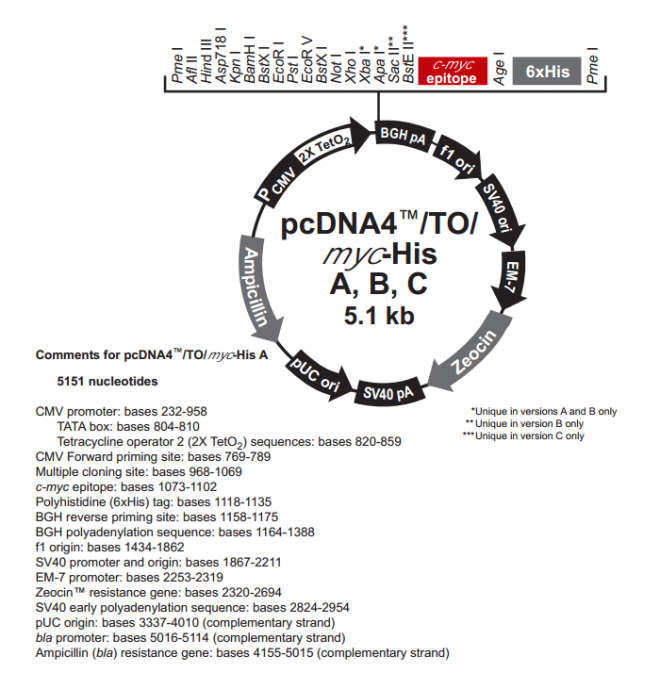 pcDNA4/TO/myc-His A 载体,pcDNA4/TO/myc-Hi